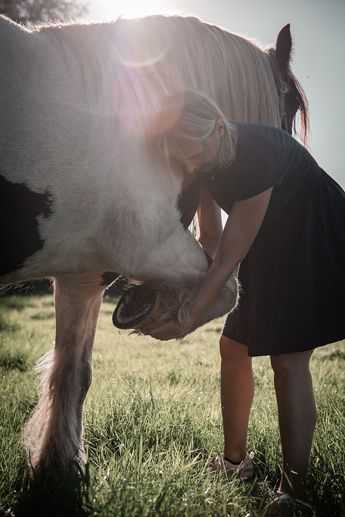 Shiatsu voor paarden